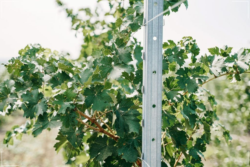 Vineyard Pole – Made in a steel house